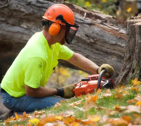 tree services Seven Mile